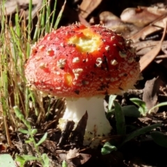 Amanita muscaria at Greenway, ACT - 13 May 2022