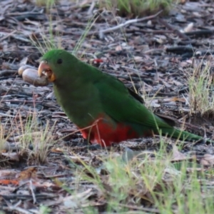 Alisterus scapularis at Greenway, ACT - 13 May 2022