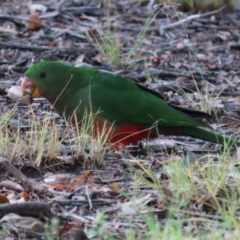 Alisterus scapularis at Greenway, ACT - 13 May 2022