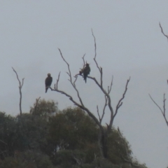 Aquila audax (Wedge-tailed Eagle) at Paddys River, ACT - 13 May 2022 by RodDeb