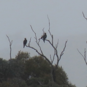 Aquila audax at Paddys River, ACT - 13 May 2022