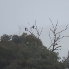 Aquila audax at Paddys River, ACT - 13 May 2022