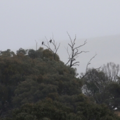 Aquila audax at Paddys River, ACT - 13 May 2022