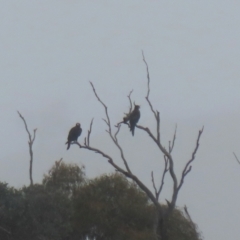 Aquila audax at Paddys River, ACT - 13 May 2022