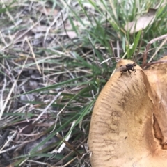 Tapeigaster sp. (genus) (Fungus fly, Heteromyzid fly) at Lyneham, ACT - 26 Apr 2022 by chromo