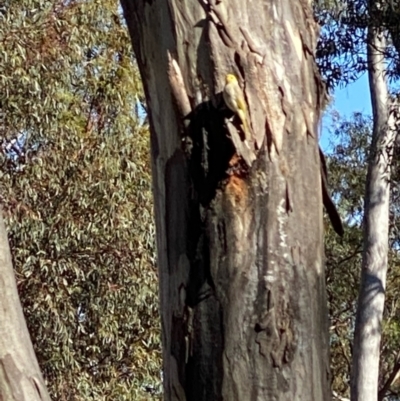 Ptilotula penicillata (White-plumed Honeyeater) at Fentons Creek, VIC - 5 Dec 2021 by KL