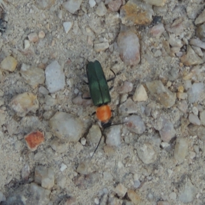 Chauliognathus tricolor (Tricolor soldier beetle) at Paddys River, ACT - 23 Jan 2022 by MichaelBedingfield