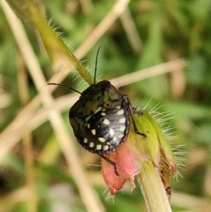 Nezara viridula at Mawson, ACT - 14 May 2022 01:34 PM