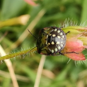 Nezara viridula at Mawson, ACT - 14 May 2022 01:34 PM