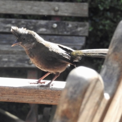 Psophodes olivaceus (Eastern Whipbird) at Burradoo, NSW - 14 May 2022 by GlossyGal