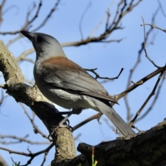 Colluricincla harmonica (Grey Shrikethrush) at Burradoo, NSW - 18 Apr 2022 by GlossyGal