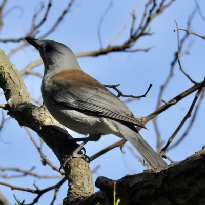 Colluricincla harmonica (Grey Shrikethrush) at Burradoo, NSW - 18 Apr 2022 by GlossyGal