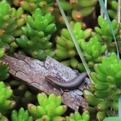 Lampropholis delicata (Delicate Skink) at Cook, ACT - 14 May 2022 by Tammy