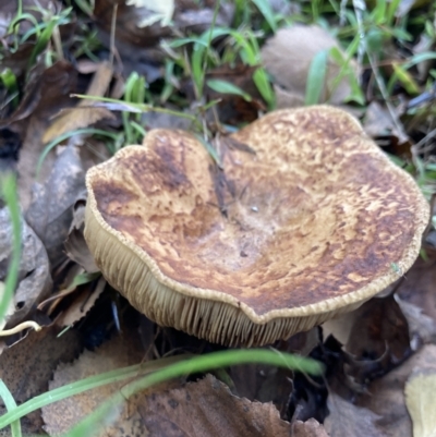 Unidentified Fungus at Mount Ainslie - 14 May 2022 by ClareACTW