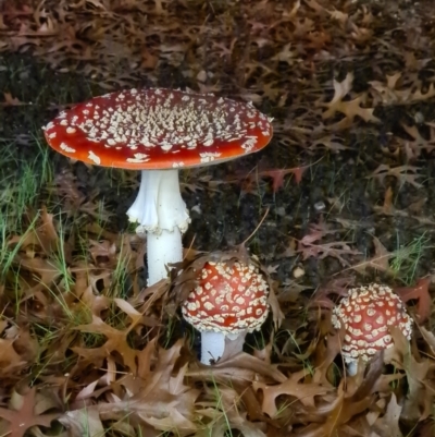 Amanita muscaria (Fly Agaric) at Lyneham, ACT - 13 May 2022 by StephenSherlock