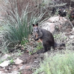 Wallabia bicolor (Swamp Wallaby) at Tennent, ACT - 11 May 2022 by MB