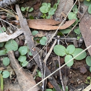 Diplodium sp. at O'Connor, ACT - 14 May 2022