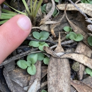 Diplodium sp. at O'Connor, ACT - 14 May 2022