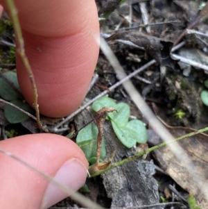 Diplodium sp. at O'Connor, ACT - suppressed