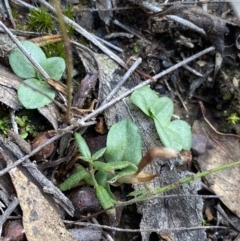 Diplodium sp. at O'Connor, ACT - suppressed