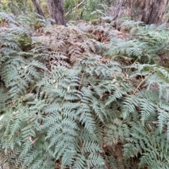 Pteridium esculentum (Bracken) at Jerrabomberra, NSW - 14 May 2022 by Steve_Bok