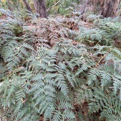 Pteridium esculentum (Bracken) at Jerrabomberra, NSW - 14 May 2022 by Steve_Bok