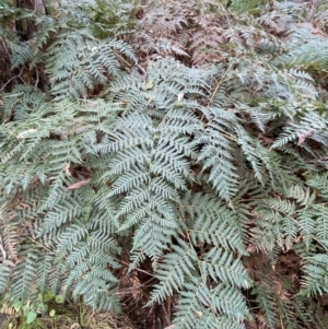 Pteridium esculentum at Jerrabomberra, NSW - 14 May 2022