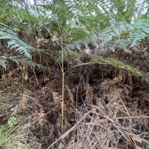 Pteridium esculentum at Jerrabomberra, NSW - 14 May 2022