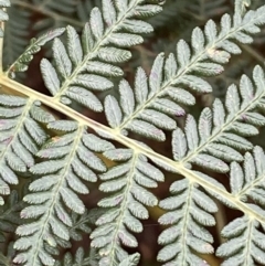 Pteridium esculentum at Jerrabomberra, NSW - 14 May 2022