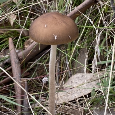 Oudemansiella gigaspora group (Rooting Shank) at Jerrabomberra, NSW - 14 May 2022 by Steve_Bok