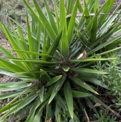Yucca (genus) at Jerrabomberra, NSW - 14 May 2022 by SteveBorkowskis