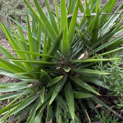 Yucca (genus) at Jerrabomberra, NSW - 14 May 2022 by SteveBorkowskis