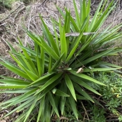 Yucca sp. at Jerrabomberra, NSW - 14 May 2022 01:50 PM