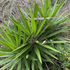 Yucca sp. at Jerrabomberra, NSW - 14 May 2022 01:50 PM