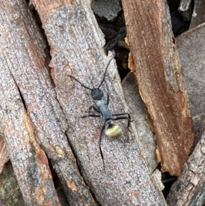 Polyrhachis ammon (Golden-spined Ant, Golden Ant) at Jerrabomberra, NSW - 14 May 2022 by SteveBorkowskis