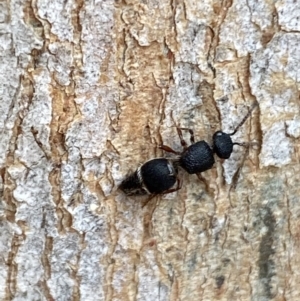 Aglaotilla sp. (genus) at QPRC LGA - 14 May 2022 01:23 PM