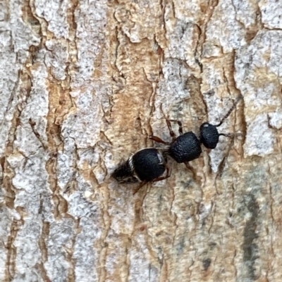 Aglaotilla sp. (genus) (Australian Velvet Ant) at Jerrabomberra, NSW - 14 May 2022 by SteveBorkowskis
