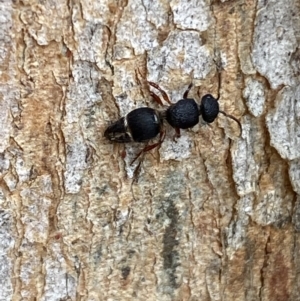 Aglaotilla sp. (genus) at QPRC LGA - 14 May 2022