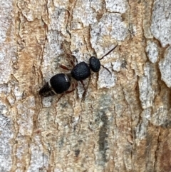 Aglaotilla sp. (genus) at QPRC LGA - 14 May 2022 01:23 PM