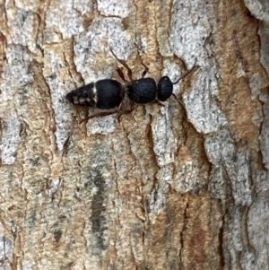 Aglaotilla sp. (genus) at QPRC LGA - 14 May 2022