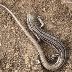 Ctenotus robustus (Robust Striped-skink) at Jerrabomberra, NSW - 14 May 2022 by SteveBorkowskis