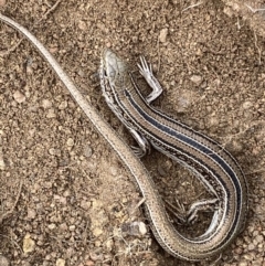 Ctenotus robustus (Robust Striped-skink) at Jerrabomberra, NSW - 14 May 2022 by Steve_Bok