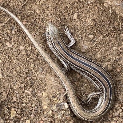 Ctenotus robustus (Robust Striped-skink) at Jerrabomberra, NSW - 14 May 2022 by Steve_Bok