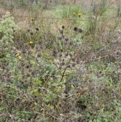 Bidens pilosa at Jerrabomberra, NSW - 14 May 2022 12:02 PM