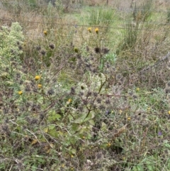 Bidens pilosa at Jerrabomberra, NSW - 14 May 2022 12:02 PM