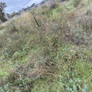 Bidens pilosa at Jerrabomberra, NSW - 14 May 2022 12:02 PM