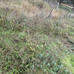 Bidens pilosa at Jerrabomberra, NSW - 14 May 2022 12:02 PM