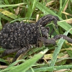 Lycosidae (family) (Wolf spider) at Jerrabomberra, NSW - 14 May 2022 by SteveBorkowskis