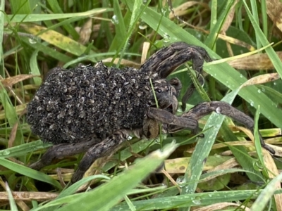 Lycosidae (family) (Wolf spider) at Jerrabomberra, NSW - 14 May 2022 by SteveBorkowskis