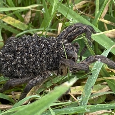 Lycosidae (family) (Wolf spider) at Jerrabomberra, NSW - 14 May 2022 by SteveBorkowskis